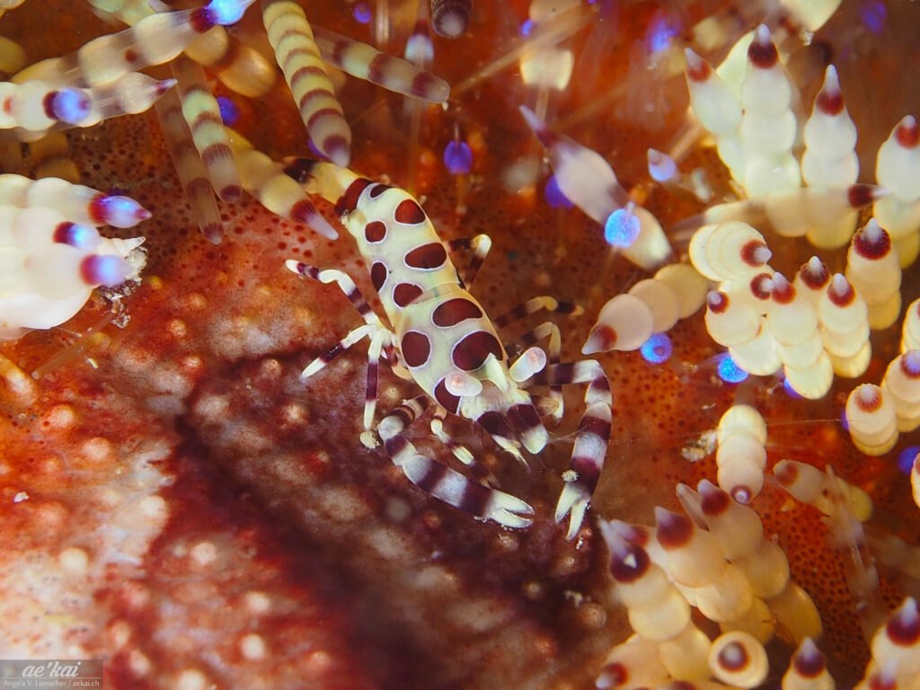 Periclimenes colemani or Coleman Shrimp, colorful shrimp with large red dots in fire urchin