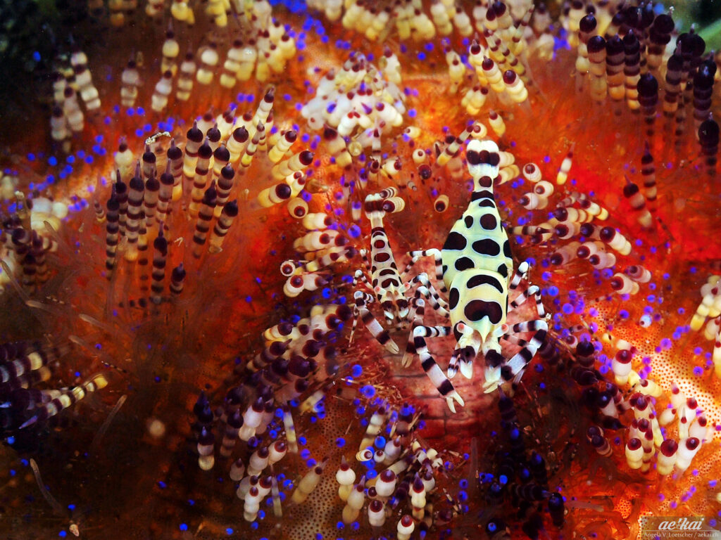 Male and female Periclimenes colemani or Coleman Shrimp, colorful shrimp with large red dots in fire urchin