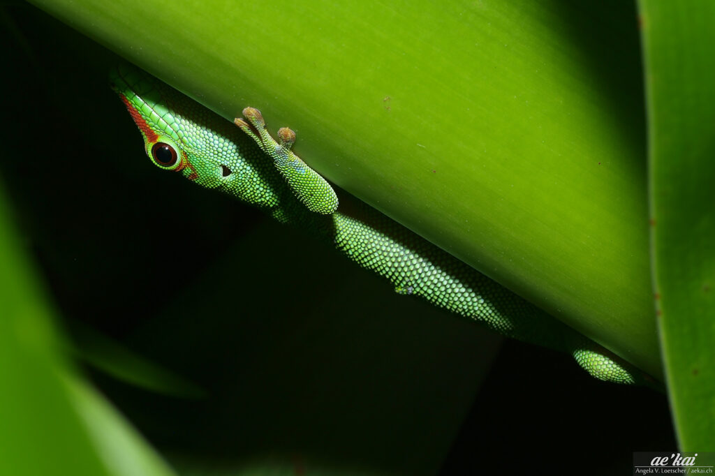 Phelsuma madagascariensis madagascariensis; Madagascar Day Gecko; Madagaskar-Taggecko; a gecko hiding between leaves