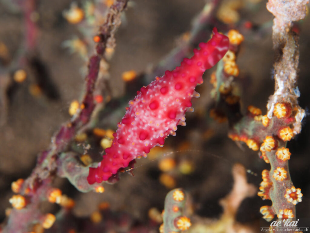 Phenacovolva rosea; Rosy Spindle Cowrie; Rosa Spindelkaurie; pinkish-red spindle cowrie with white spots, mantle out, live animal