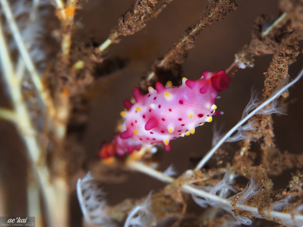 Phenacovolva rosea; Rosy Spindle Cowrie; Rosa Spindelkaurie; white-pink cowrie with yellow pink spots and tubercles; live animal, mantle out