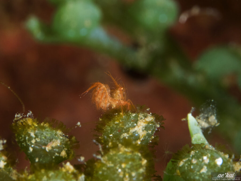 Phycocaris simulans or Hairy Shrimp with eggs, red shrimp on green algea