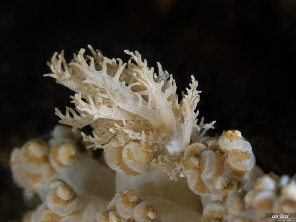 Phyllodesmium pinnatum; Pinnate Phyllodesmium; Gefiederte Phyllodesmium; solar-powered nudibranch on Xenia soft coral. well camouflaged, cream-colored
