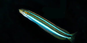 Plagiotremus rhinorhynchos aka Bluestriped Fangblenny full body view with black background
