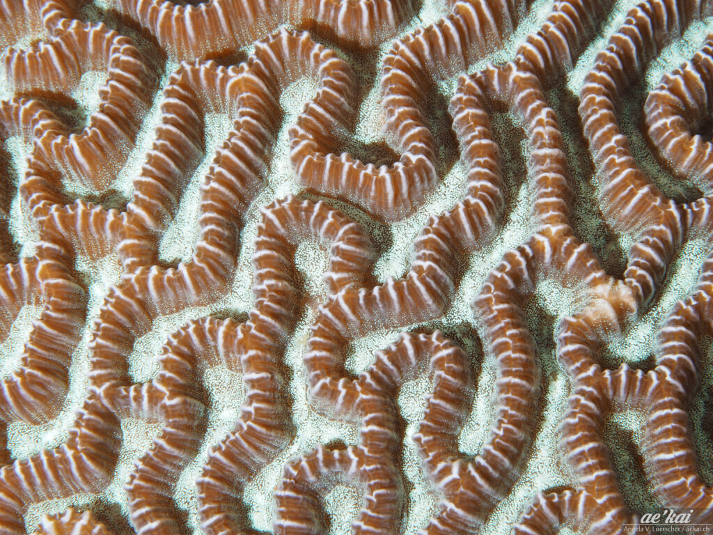 Platygyra lamellina aka Maze Brain Coral aka Lamellen-Hirnkorallewith bioluminescence