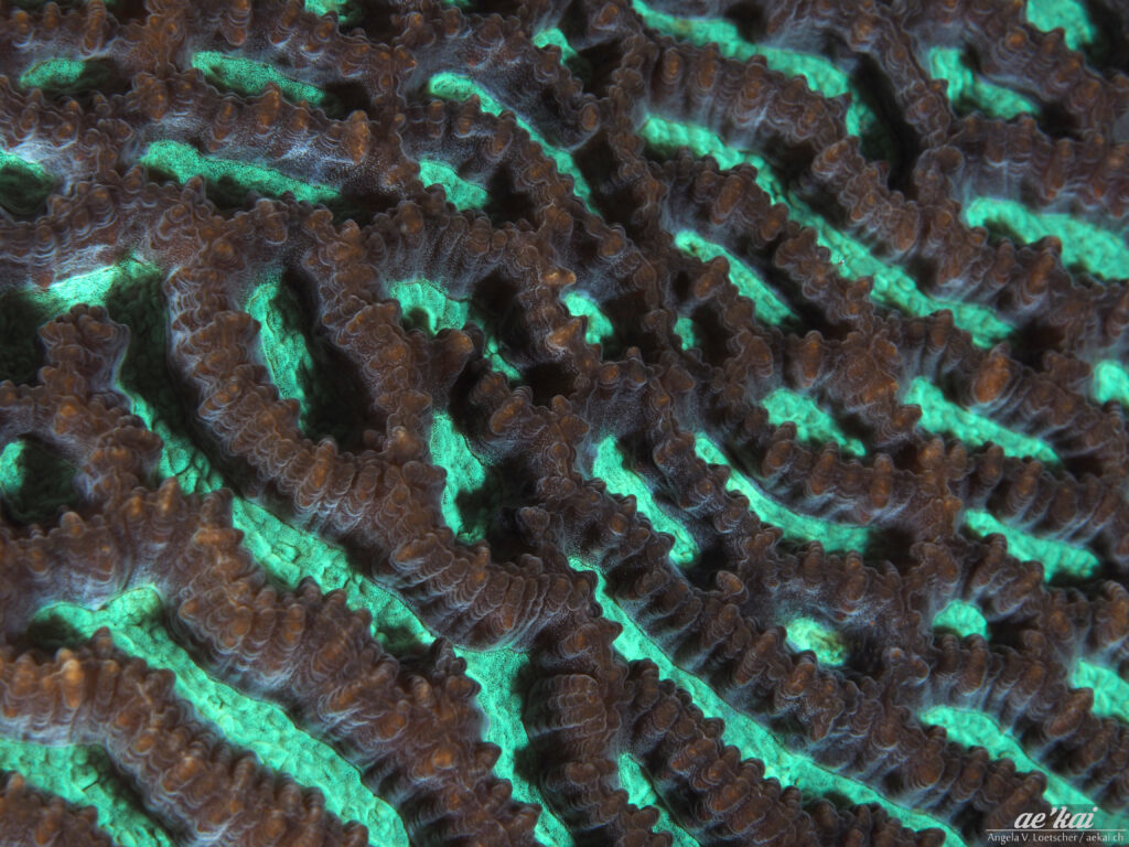 Platygyra lamellina aka Maze Brain Coral with bioluminescence