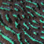Platygyra lamellina aka Maze Brain Coral with bioluminescence