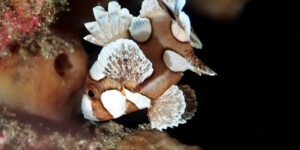Juvenile Harlequin Sweetlips (Plectorhinchus chaetodonoides) from Manado Coast, Sulawesi, Indonesia.
