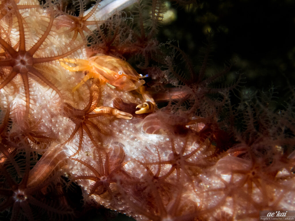 Porcellanella triloba; Painted Porcellaine Crab; Seefeder-Porzellankrebs; striped crab on Sea Pen in Indonesia