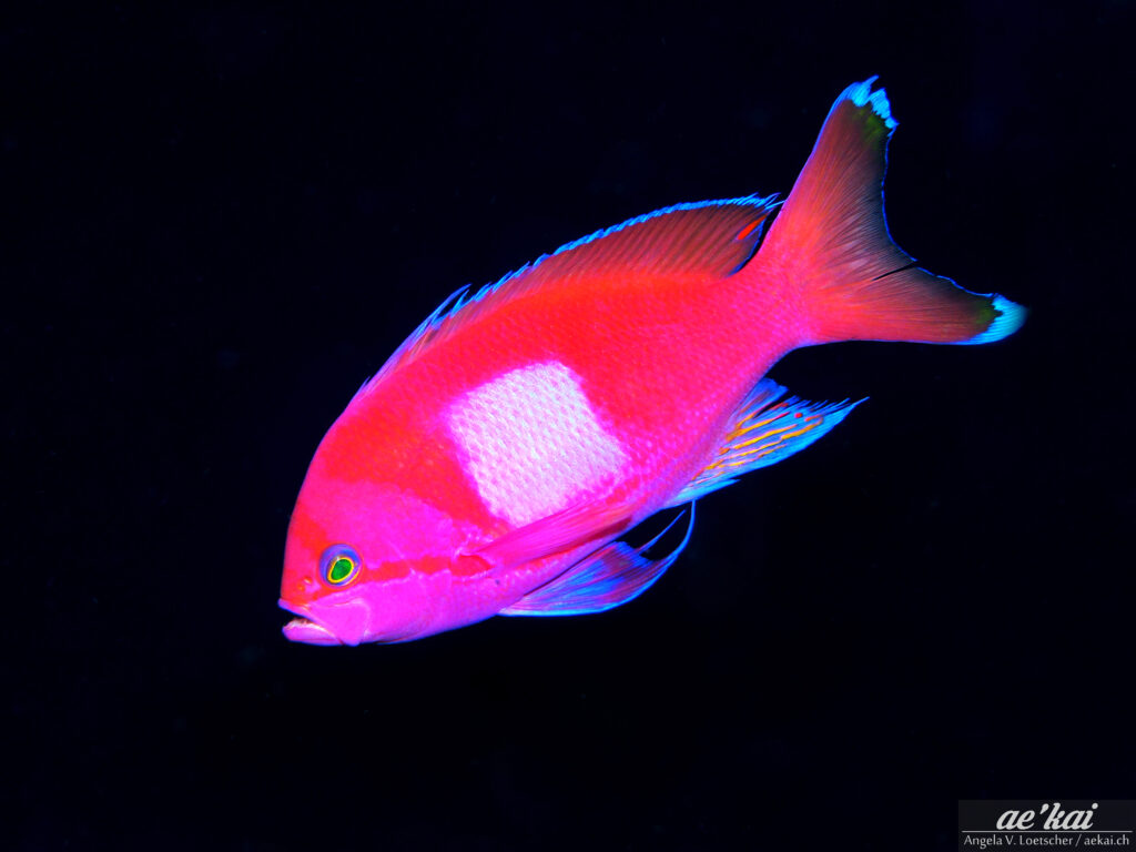 Pseudanthias pleurotaenia; Squarespot Anthias; Seitenstreifen-Fahnenbarsch; hot pink colored fish