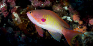 Lyretail Anthias (Pseudanthias squamipinnis) from the Maldives