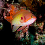 Lyretail Anthias (Pseudanthias squamipinnis) from the Maldives