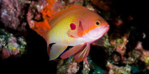 Lyretail Anthias (Pseudanthias squamipinnis) from the Maldives