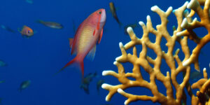 Male Lyretail Anthias (Pseudanthias squamipinnis) from the Red Sea
