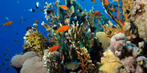 Female Lyretail Anthias (Pseudanthias squamipinnis) from the Red Sea