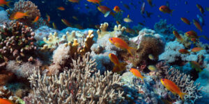 Female Lyretail Anthias (Pseudanthias squamipinnis) from the Red Sea