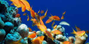 Female Lyretail Anthias (Pseudanthias squamipinnis) from the Red Sea