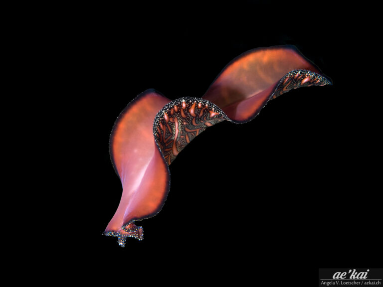 Swimming and hunting Pseudobiceros bedfordi, common name Persian Carpet Flatworm, against black background