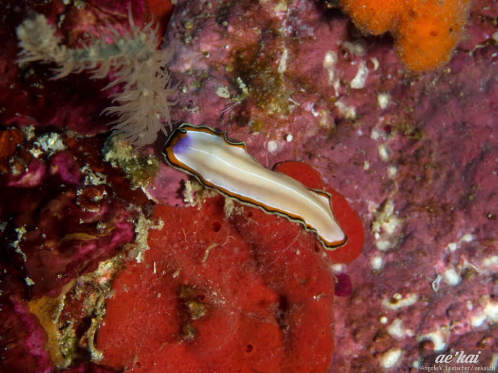 Pseudobiceros bimarginatus; Two-banded Flatworm; cream coloration, white dorsal line, black-orange marginal band; purple spot on the head; crawling over sponges.