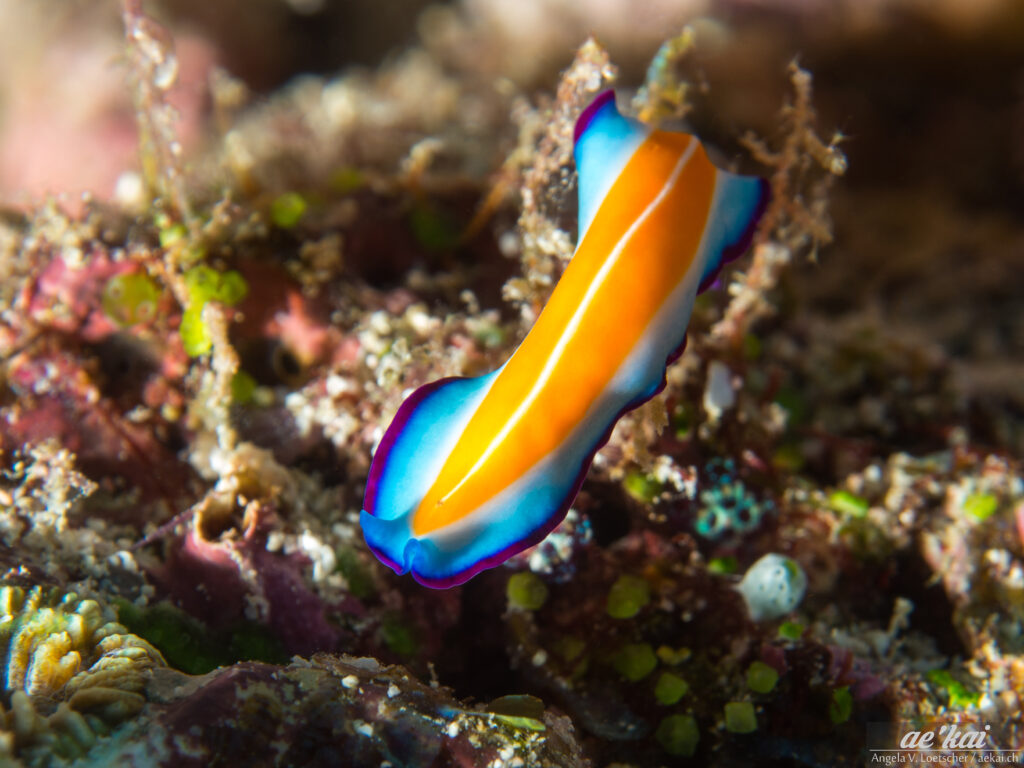 Pseudoceros susanae aka Susan's Flatworm; yellow with white stripe in middle; blue and purple marginal band