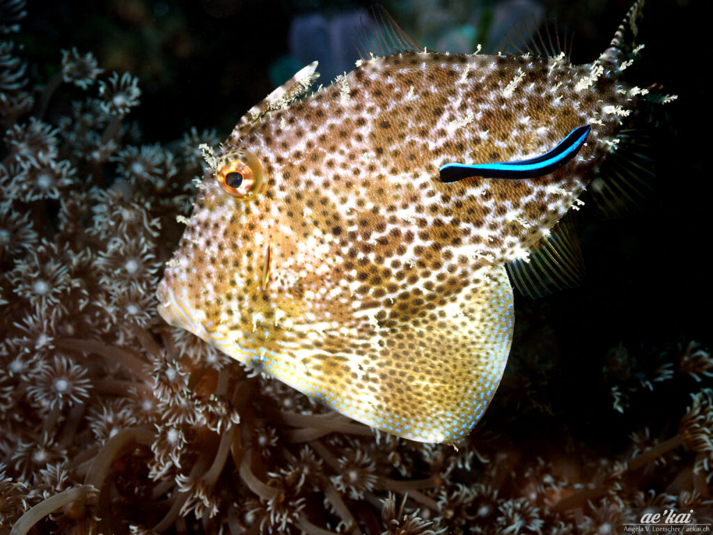 Pseudomonacanthus macrurus aka Strapweed Filefish being cleaned by a cleaner fish