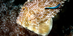 Pseudomonacanthus macrurus aka Strapweed Filefish being cleaned by a cleaner fish