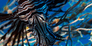 Head view from top of Common Lionfish (Pterois volitans) Sipaway Island, Philippines.
