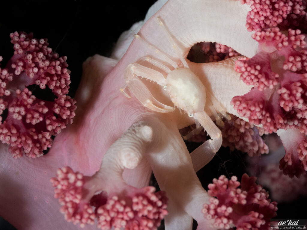 Quadrella coronata; Porcellaine Crab; Korallenkrabbe; a cream colored crab in white, rose, pink soft coral, Sulawesi, Indonesia