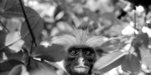 Black-and-white photo of Piliocolobus kirkii aka Zanzibar Red Colobus Monkey