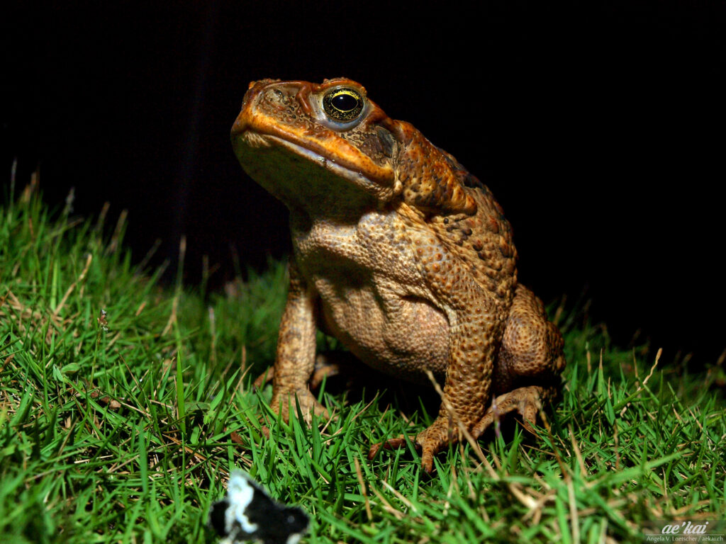 Rhinella marina; Cane Toad; Aga-Kröte; toad sitting in the grass of Sipaway Island in the Philippines.