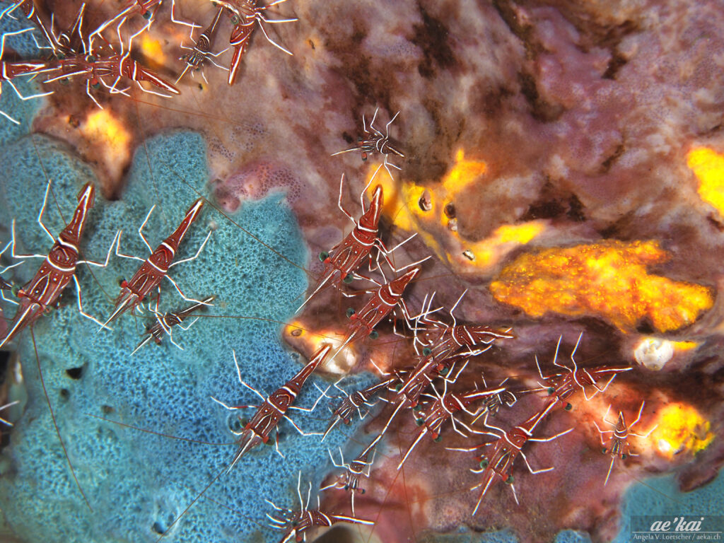 Rhynchocinetes durbanensis, Durban Dancing Shrimp, group of shrimps, red & white shrimps on blue yellow and purple sponges, colorful image of shrimps