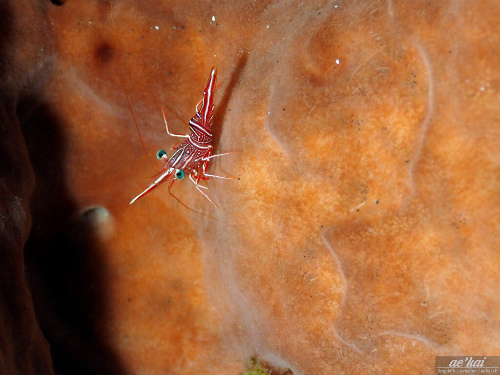 Rhynchocinetes durbanensis, Durban Dancing Shrimp; red & white shrimp on orange sponges, colorful image of shrimp