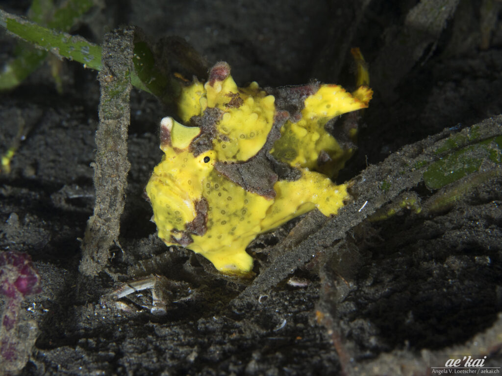 A yellow Antennarius maculatus aka Warty Frogfish on black sand from Sangihe Archipelago, Indonesia