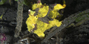 A yellow Antennarius maculatus aka Warty Frogfish on black sand from Sangihe Archipelago, Indonesia