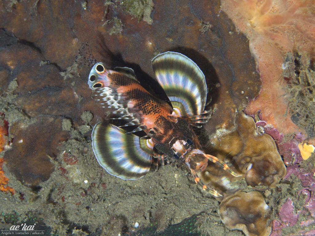 A Twinspotted Lionfish (Dendrochirus biocellatus) photographed from above with spread fins