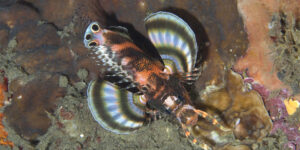A Twinspotted Lionfish (Dendrochirus biocellatus) photographed from above with spread fins