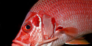 Close-up of a Giant Squirrelfish (Sargocentron spiniferum)