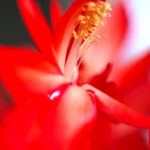 Close-up of a red Christmas Cactus; Schlumbergera