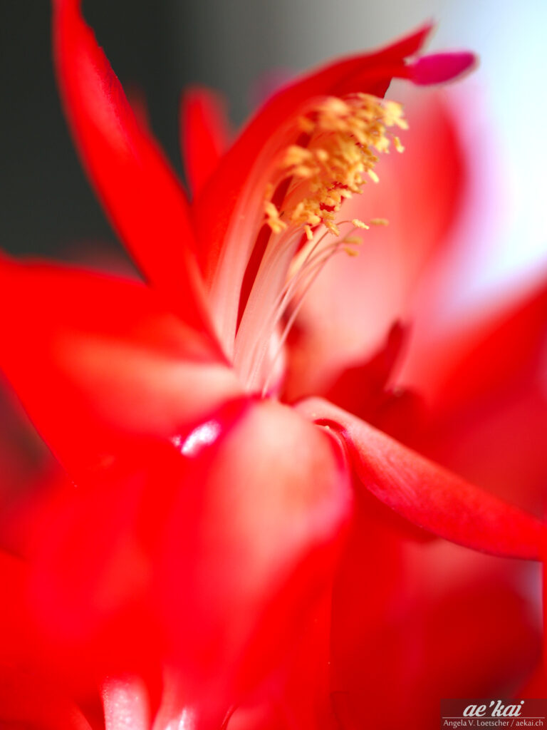 Close-up of a red Christmas Cactus; Schlumbergera