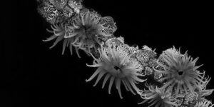 Black-and-white photo of Nemanthus annamensis aka Gorgonian Wrapper