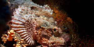 Bearded Scorpionfish (Scorpaenopsis barbata) diagonally in the picture. Tan-rose colors
