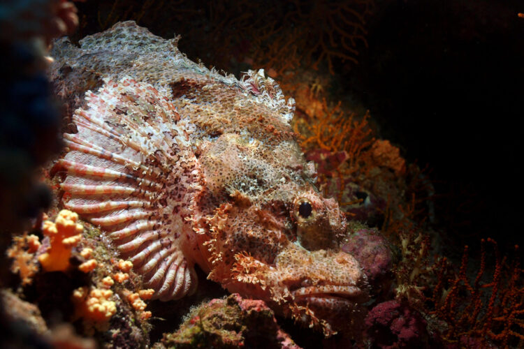 Bearded Scorpionfish (Scorpaenopsis barbata) diagonally in the picture. Tan-rose colors