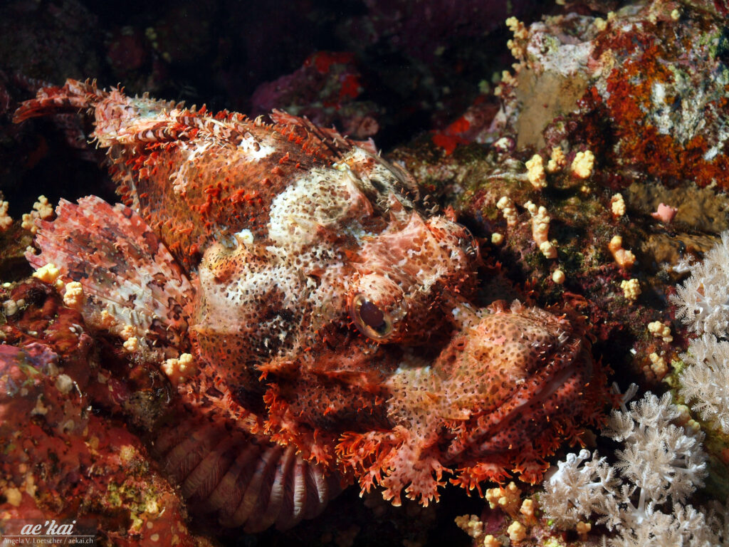 Bearded Scorpionfish (Scorpaenopsis barbata) diagonally in the picture. Reddish colors