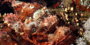 Bearded Scorpionfish (Scorpaenopsis barbata) diagonally in the picture. Reddish colors