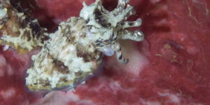 Sepia bandensis on pink-colored Barrel Sponge