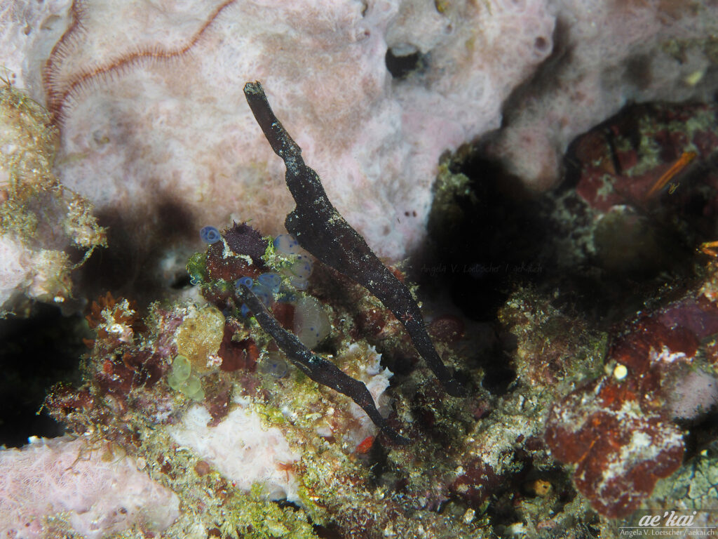 Two Robust Ghost Pipefish (Solenostomus cyanopterus) well camouflaged by imitating dead seagrass