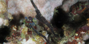 Two Robust Ghost Pipefish (Solenostomus cyanopterus) well camouflaged by imitating dead seagrass
