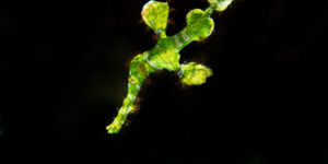 Halimeda Ghost Pipefish (Solenostomus halimeda) on black background
