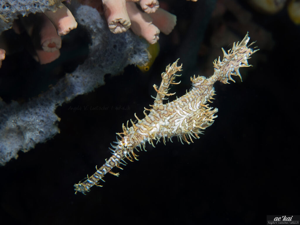 Cream-colored Ornate Ghost Pipefish (Solenostomus paradoxus) aka Harlequin Ghost Pipefish