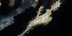 Cream-colored Ornate Ghost Pipefish (Solenostomus paradoxus) aka Harlequin Ghost Pipefish